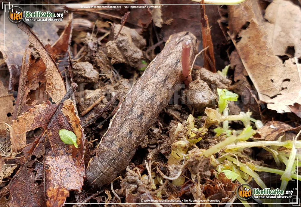 Bent-line Dart - photo 3