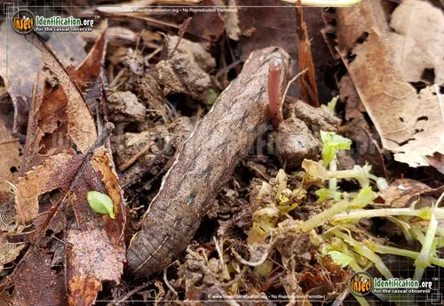 Bent-line Dart - photo 4