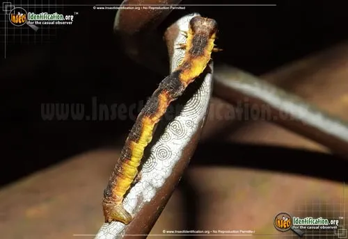 Bent-line Gray Moth - photo 2