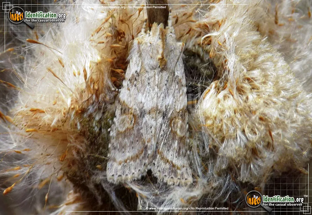 Bethune's Pinion Moth