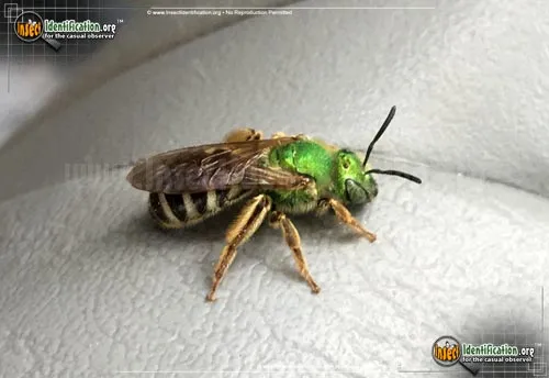 Bicolored Agapostemon Sweat Bee - photo 2