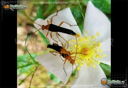Bicolored Flower Longhorn Beetle - photo 2