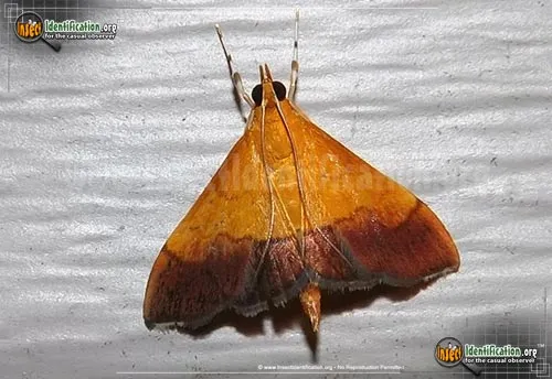 Bicolored Pyrausta - photo 2