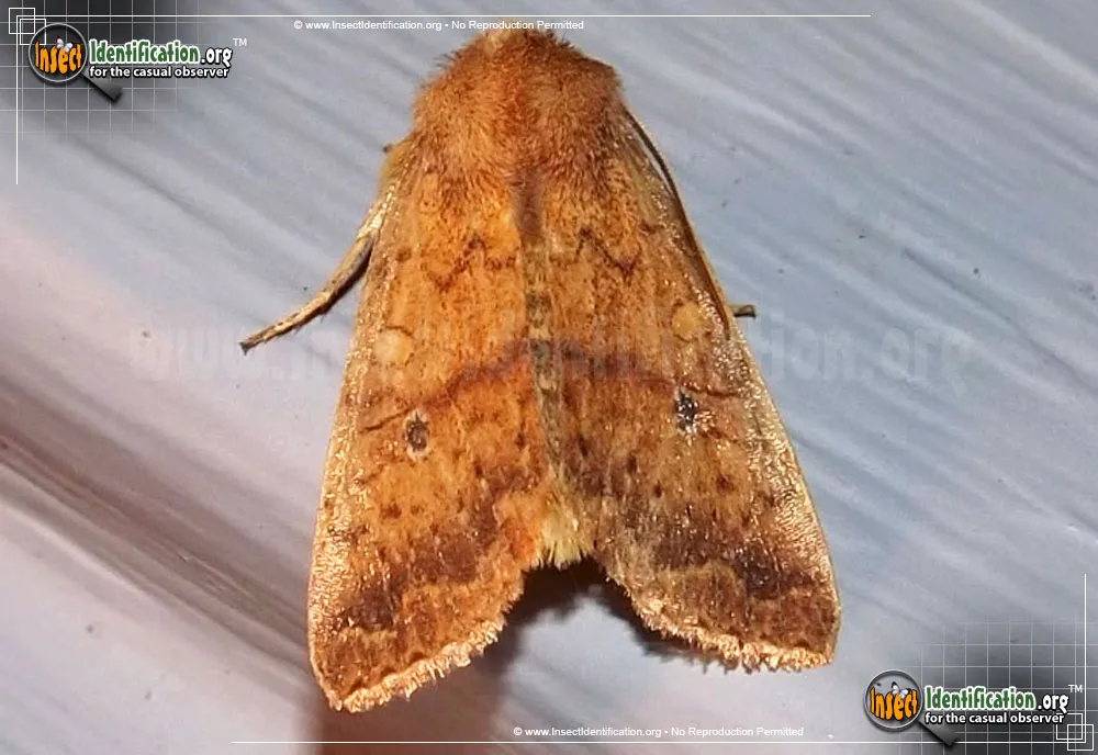 Bicolored Sallow - Sunira bicolorago