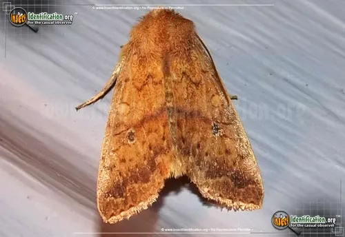 Bicolored Sallow - photo 2