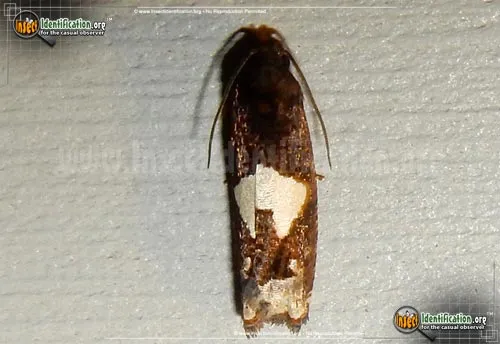 Bidens Borer Moth - photo 2