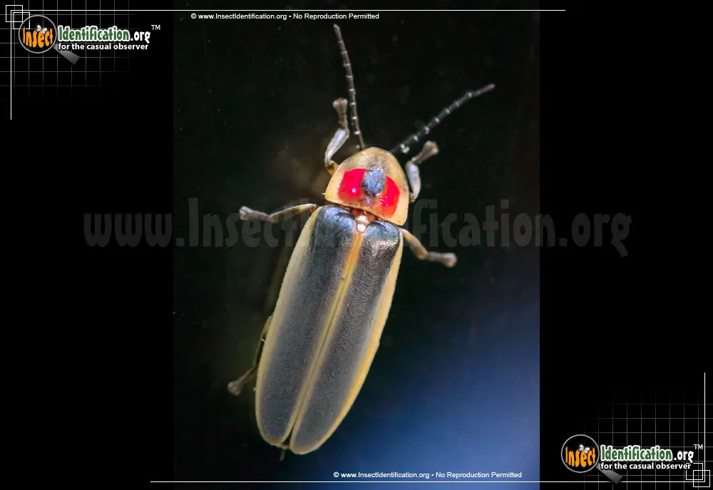 Big Dipper Firefly - photo 4