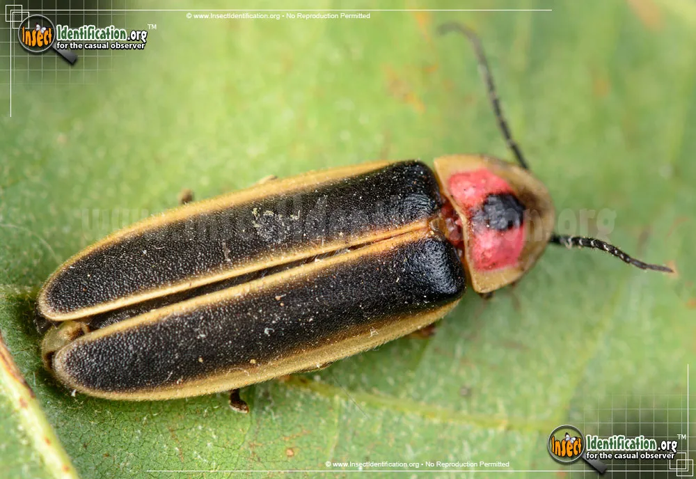 Big Dipper Firefly - photo 5