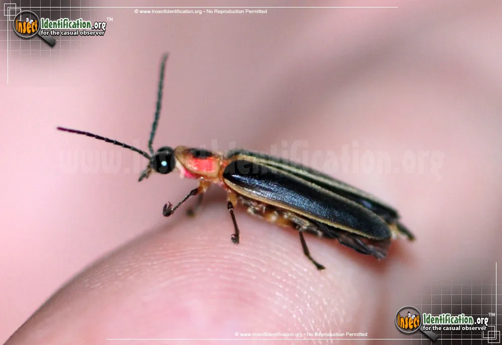 Big Dipper Firefly - photo 6