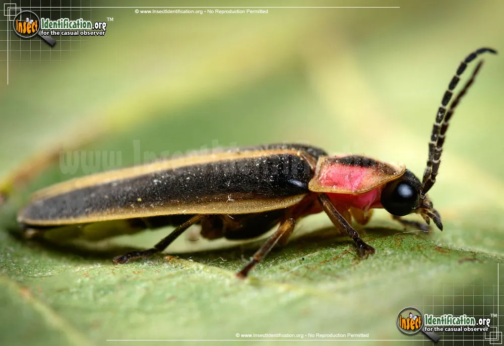 Big Dipper Firefly - photo 7