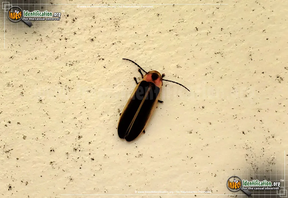 Big Dipper Firefly - photo 8