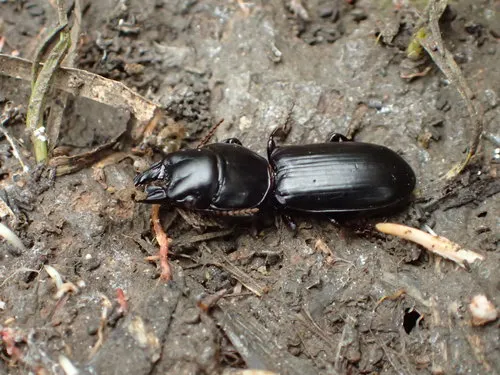 Big-headed Ground Beetle