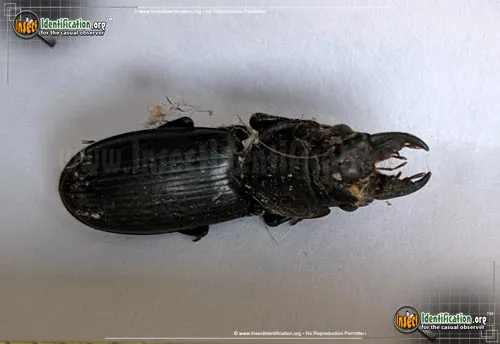 Big-headed Ground Beetle - photo 4
