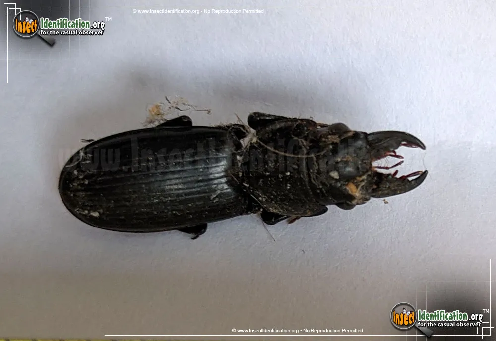 Big-headed Ground Beetle - photo 5