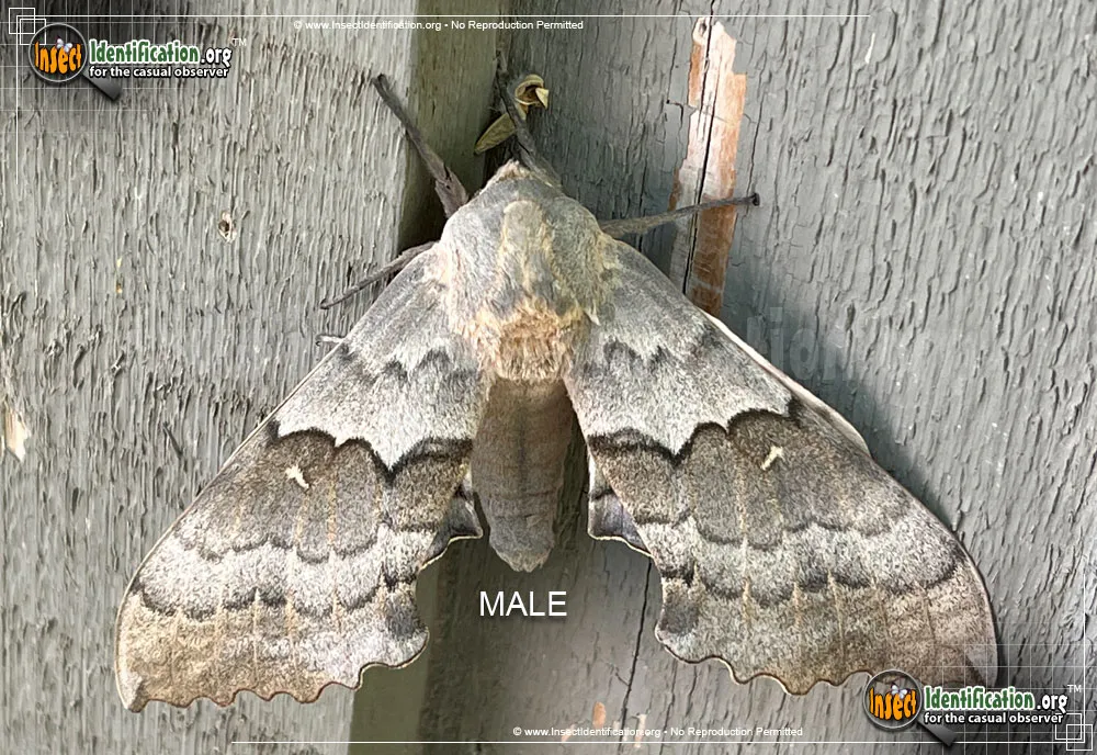 Big Poplar Sphinx