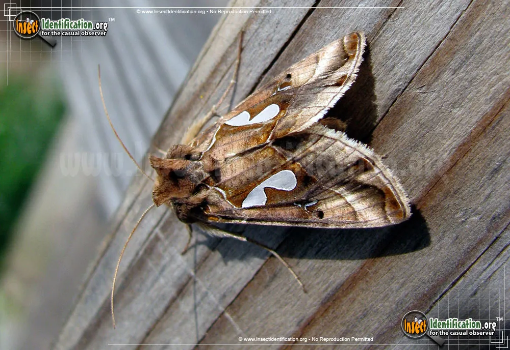 Bilobed Looper - Megalographa biloba