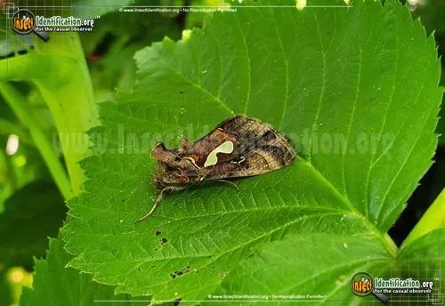 Bilobed Looper - photo 4
