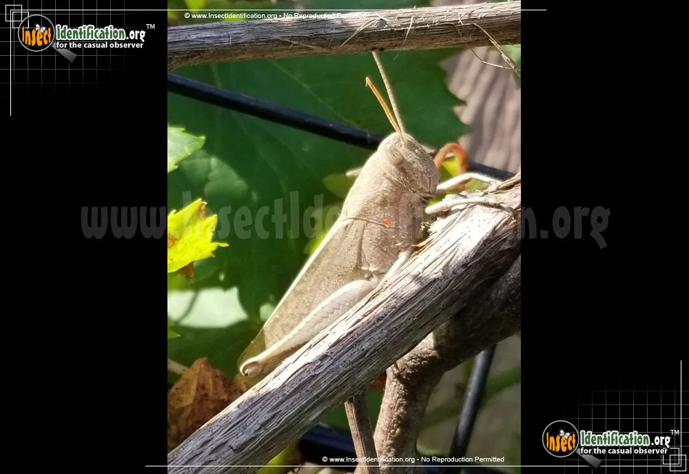 Bird Grasshopper - Schistocerca spp.