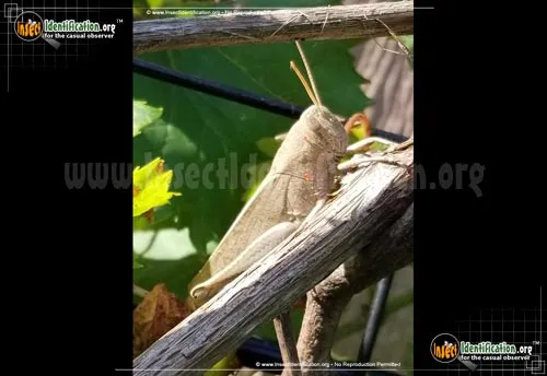 Bird Grasshopper - photo 2