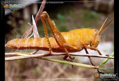 Bird Grasshopper - photo 4