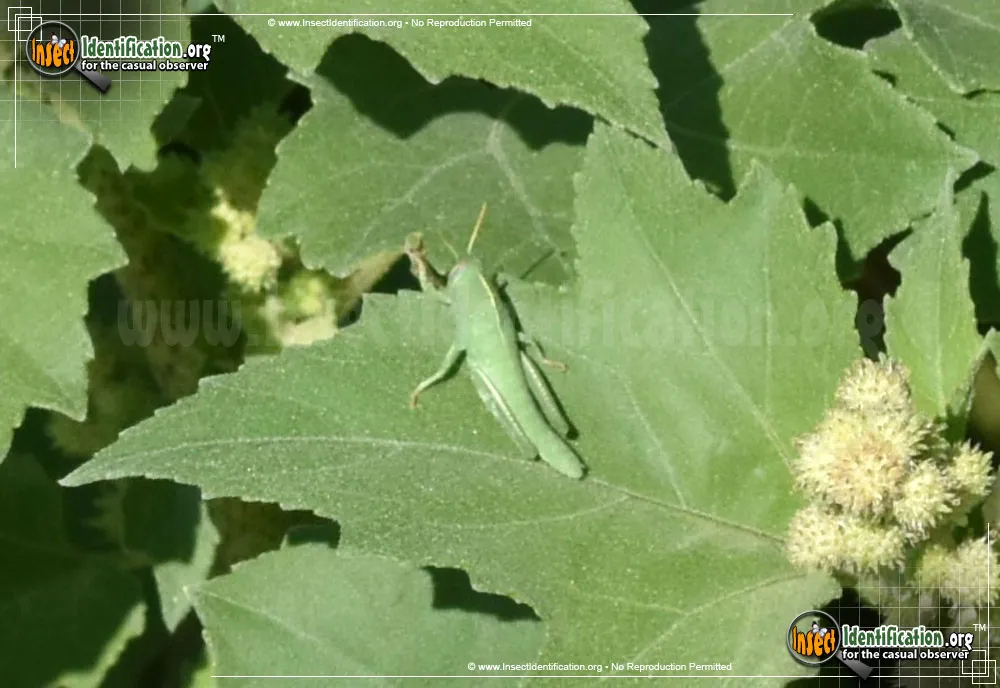 Bird Grasshopper - photo 5