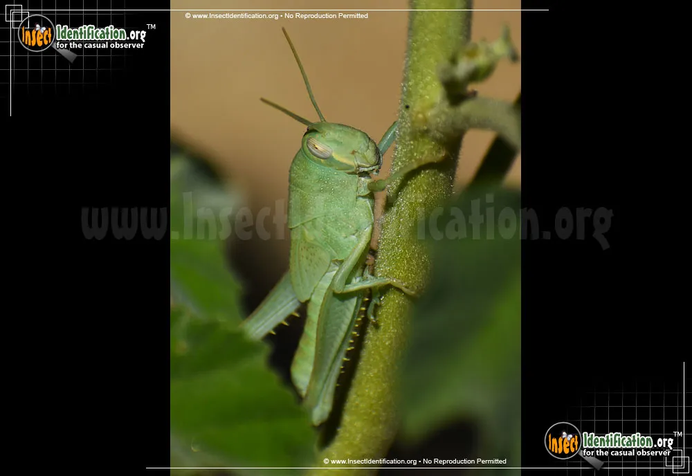 Bird Grasshopper - photo 7