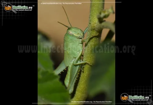 Bird Grasshopper - photo 8