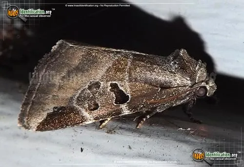 Black-barred Brown - photo 2