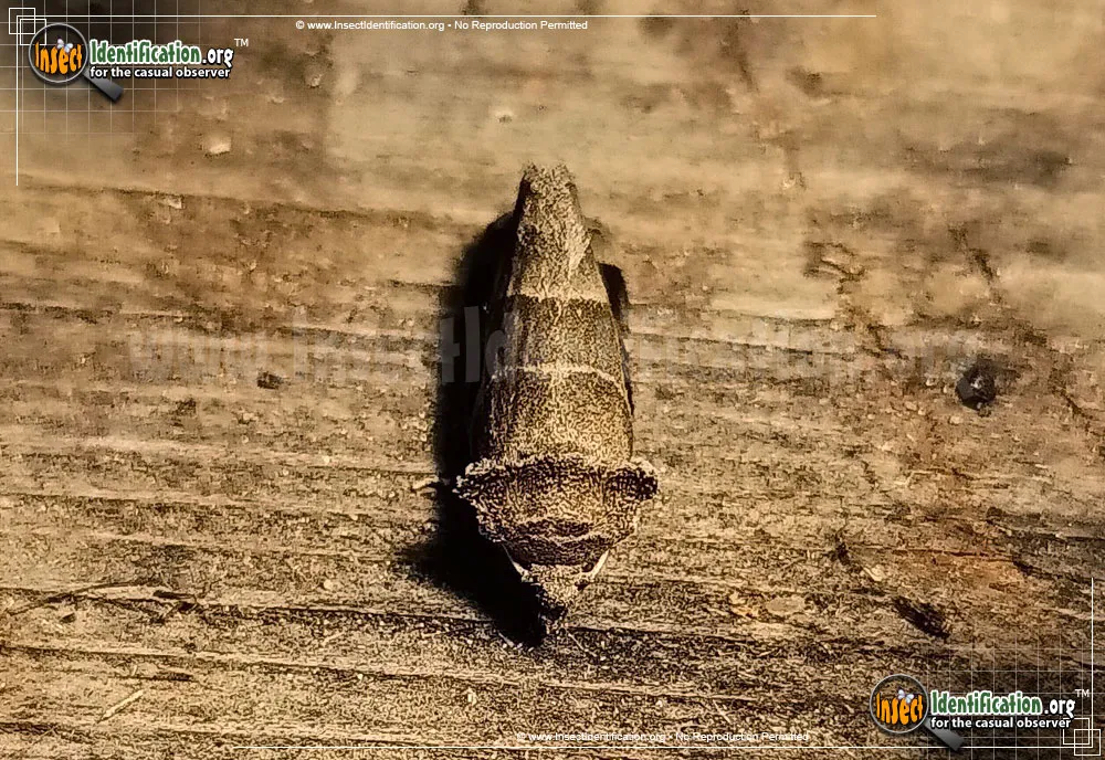 Black-barred Brown - photo 5
