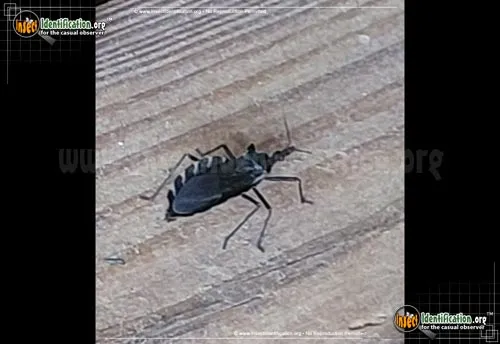 Black Bee Assassin Bug - photo 2