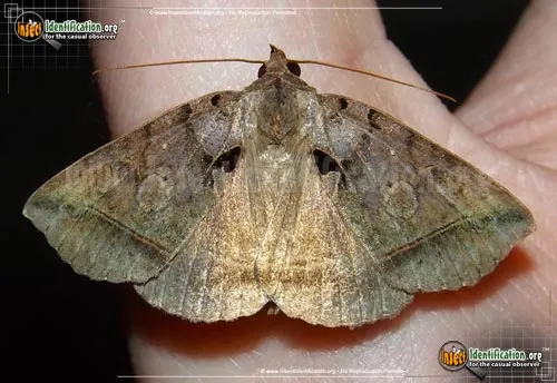 Black Bit Moth - photo 2