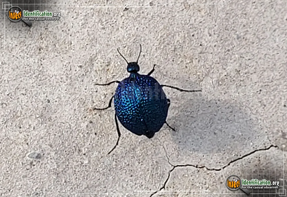 Black Bladder-bodied Meloid Beetle