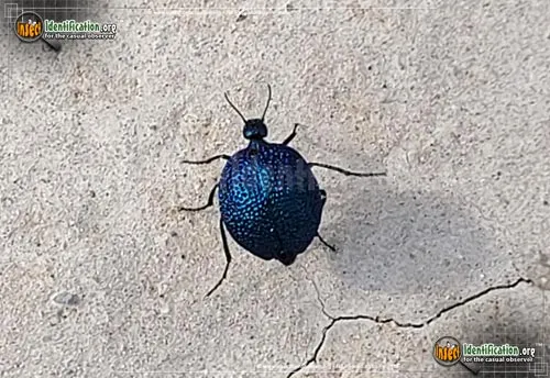 Black Bladder-bodied Meloid Beetle - photo 2