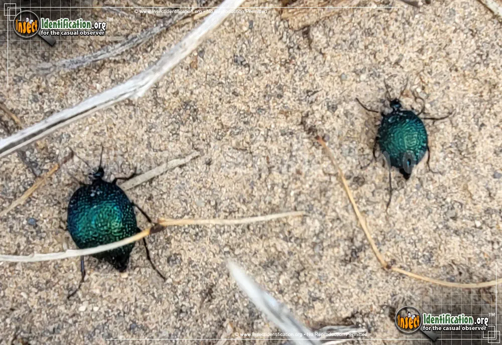 Black Bladder-bodied Meloid Beetle - photo 3