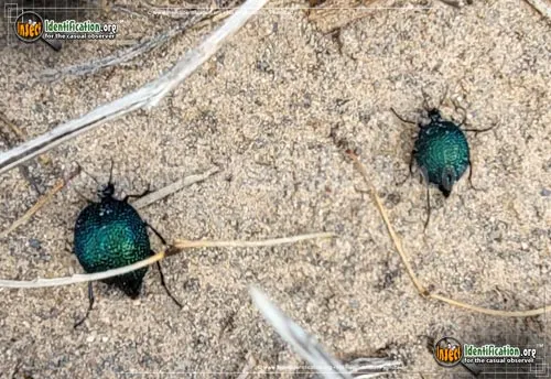Black Bladder-bodied Meloid Beetle - photo 4