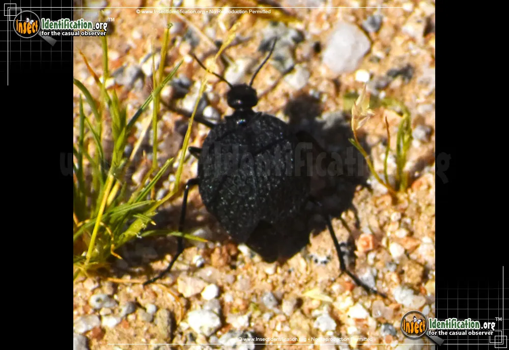 Black Bladder-bodied Meloid Beetle - photo 5