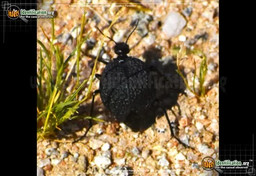 Black Bladder-bodied Meloid Beetle - photo 6