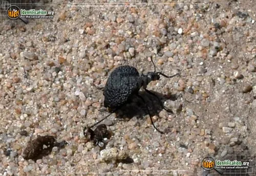 Black Bladder-bodied Meloid Beetle - photo 8