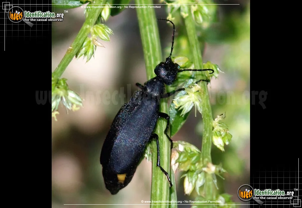 Black Blister Beetle