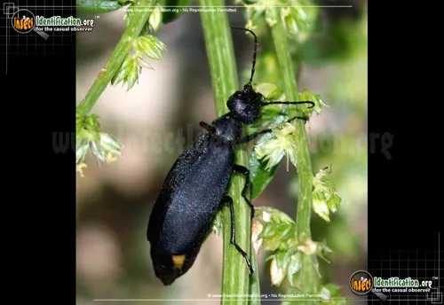 Black Blister Beetle - photo 2