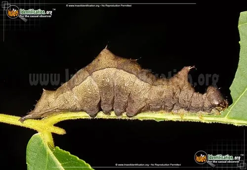 Black-blotched Prominent Moth - photo 2