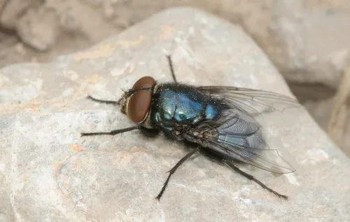 Black Blow Fly