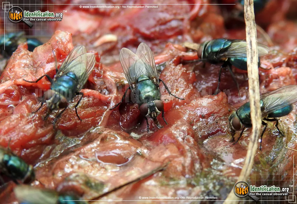Black Blow Fly - photo 4