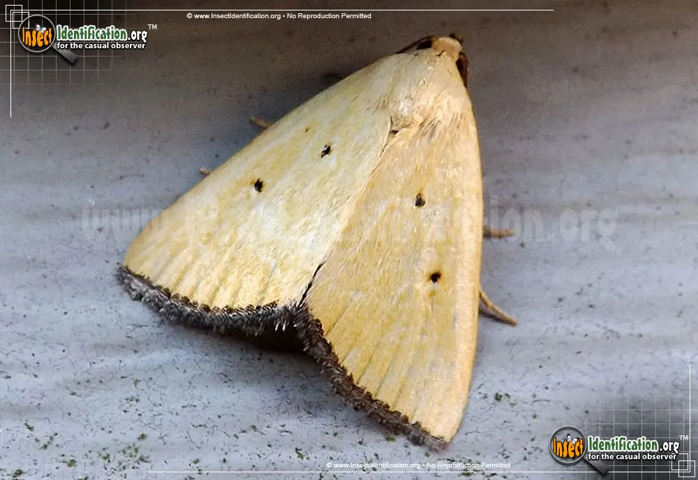 Black-bordered Lemon