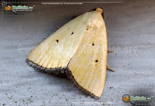 Black-bordered Lemon - photo 2