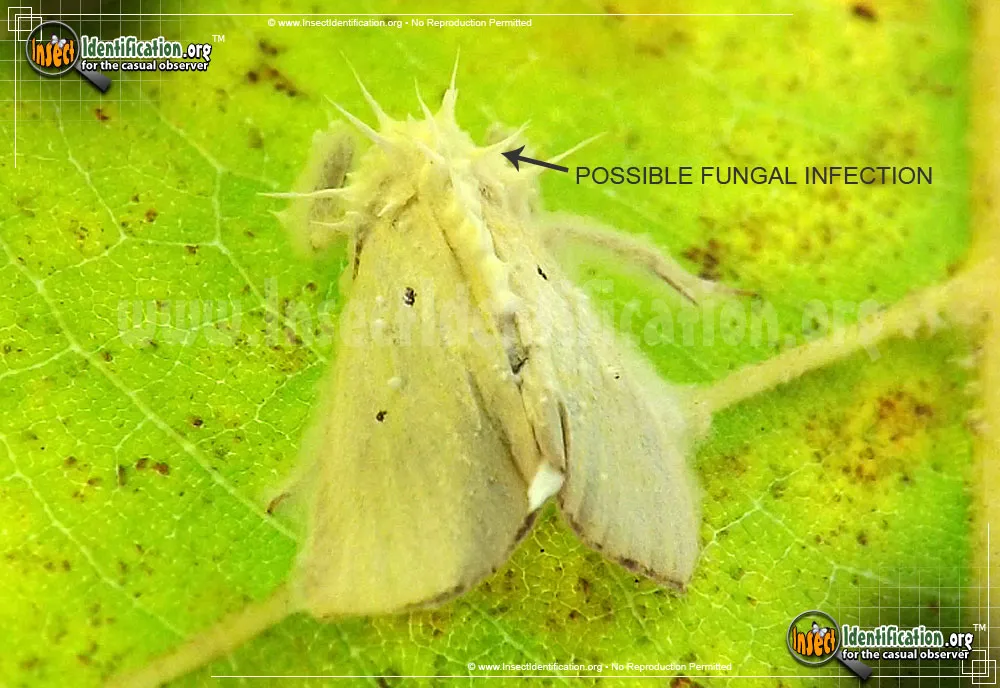Black-bordered Lemon - photo 3