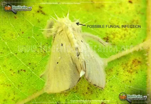 Black-bordered Lemon - photo 4