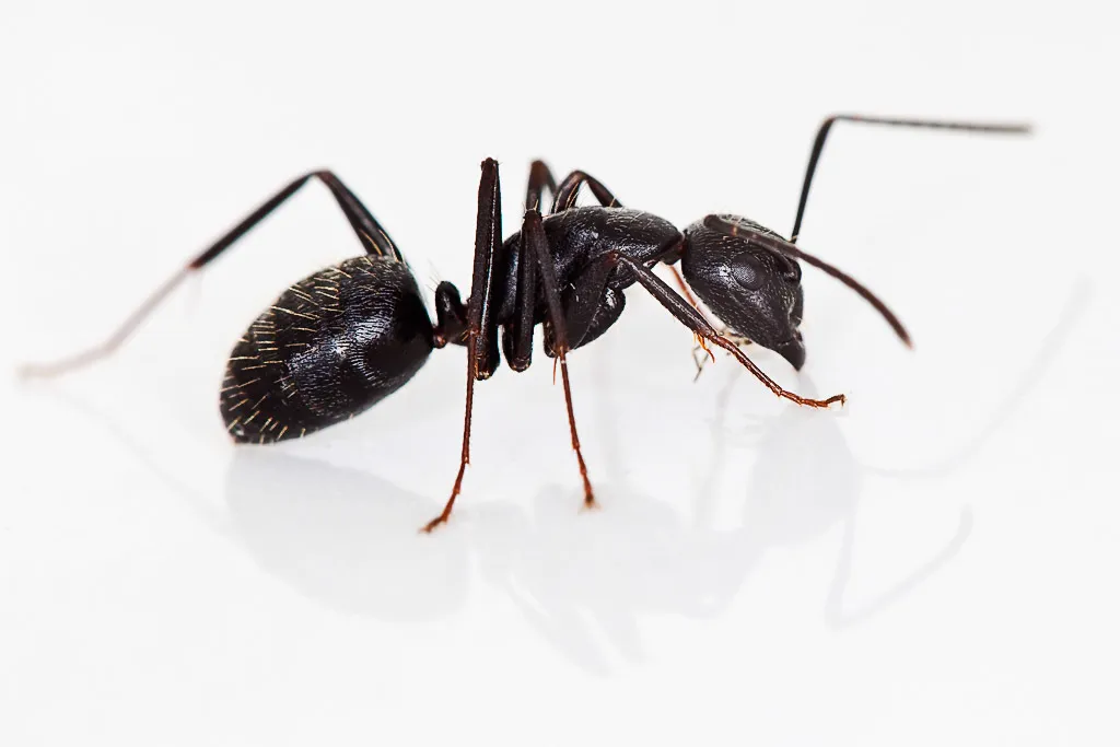Black Carpenter Ant - photo 2