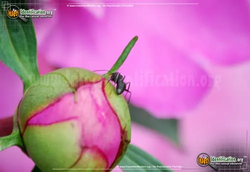 Black Carpenter Ant - photo 4