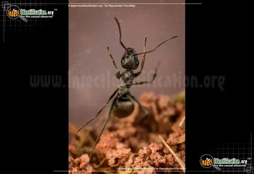 Black Carpenter Ant - photo 5